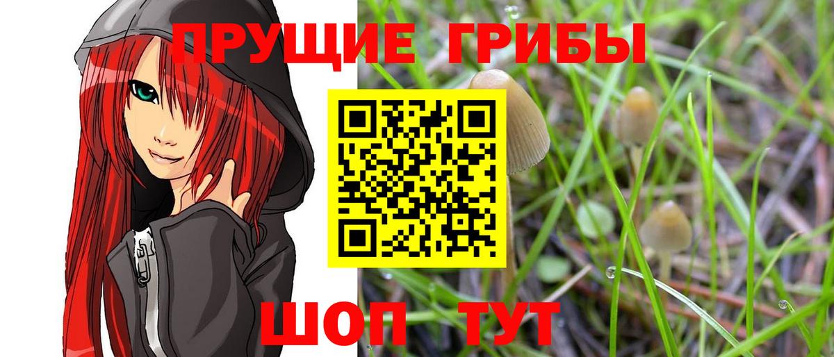 Галлюциногенные грибы Psilocybine cubensis Луга